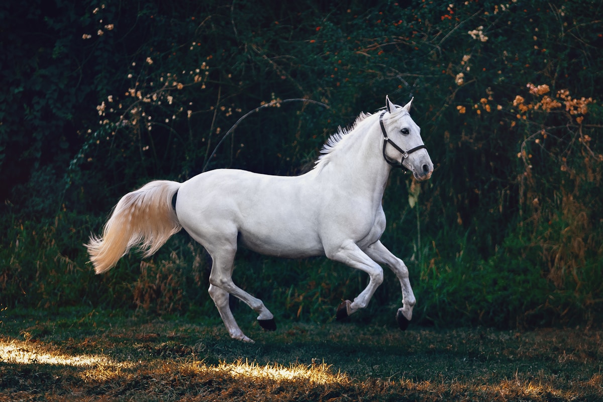 Horseback riders on a scenic trail through pine forests near Sunriver Oregon with mountain views